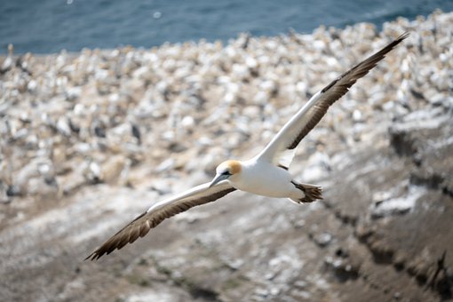 Free Gannet Nature photo and picture