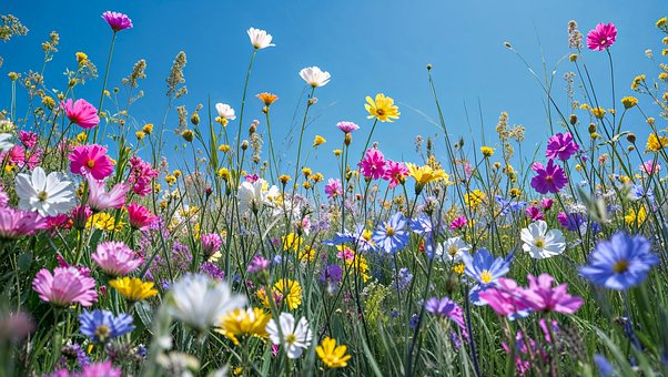 Free Flowers Multicoloured illustration and picture