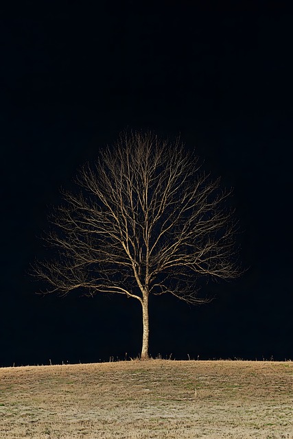 Baum, Lichter, Nacht, Dunkel, Golden
