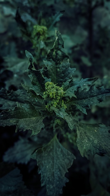 Free Plant Tree photo and picture