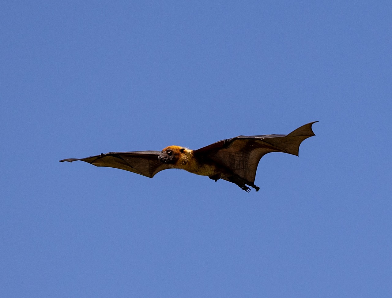 Plus De 40 000 Images De Silhouette Chauve Souris Et De Chauve Souris Plus De 40 000 Images De Silhouette Chauve Souris Et De Chauve Souris