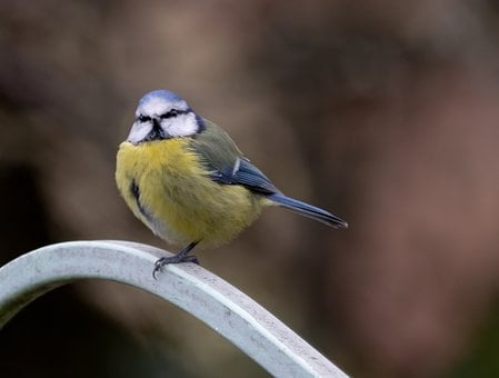 Herrerillo Común Euroasiático, Pájaro
