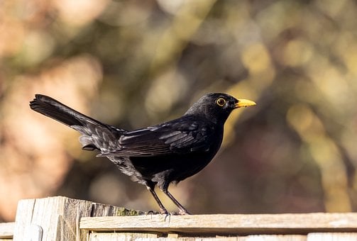 Mirlo, Pájaro, Animal, Plumas, Plumaje
