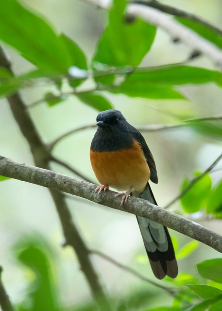 Free Bird Shama photo and picture