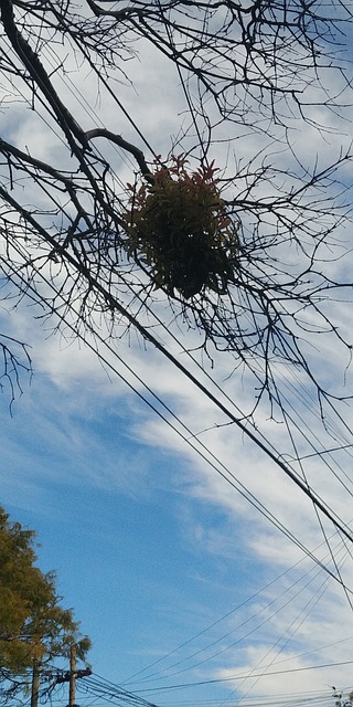 Baum, Natur, Himmel, Wolken, Kabel