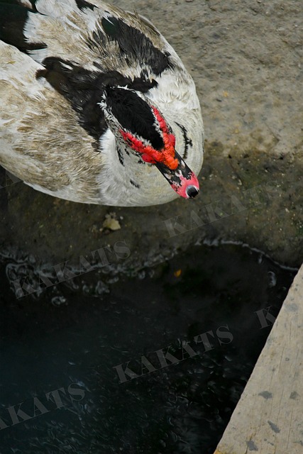 Free Duck Close-Up photo and picture
