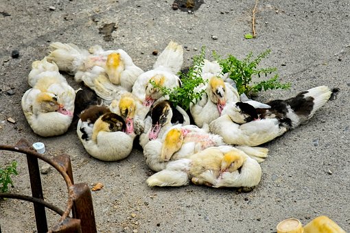 Free Duck Duckling photo and picture