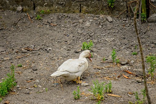 Free Duck Animal photo and picture