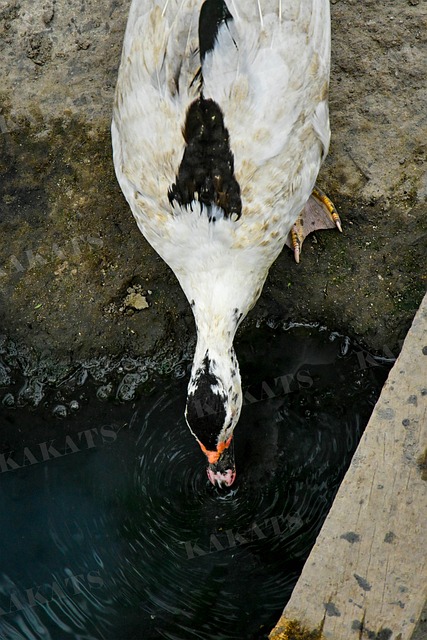 Free Duck Water photo and picture