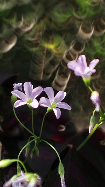 Natureza, Flores, Planta