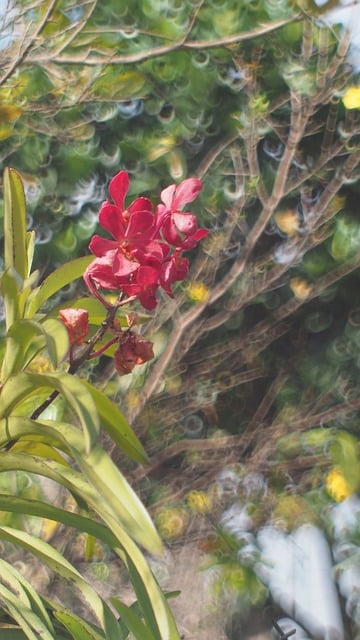 Flor, Natureza, Planta