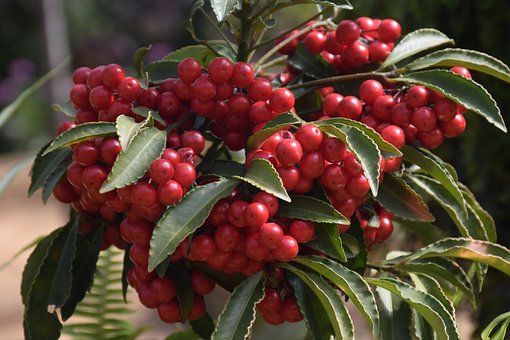 Ardisia Crenata, Příroda, Rostlin