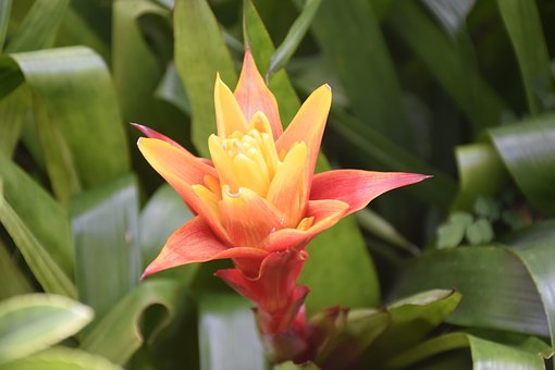 Šarlatová Hvězda, Guzmania, Květ, Bloom
