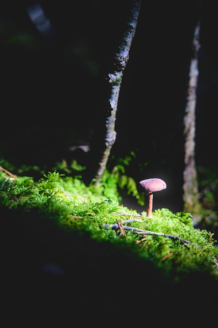Sopp, Skogbunn, Mose, Grønn, Lys, Skog