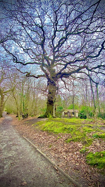 Free Woodland Woods photo and picture