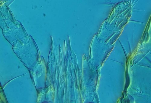 Free Nature Microscope photo and picture