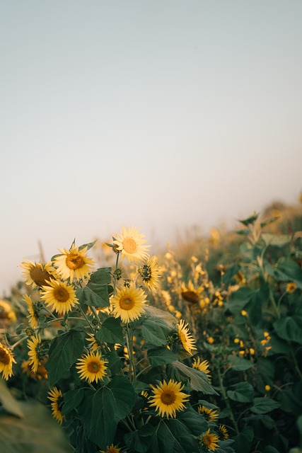 Girasol, Naturaleza, Bloom, Flor