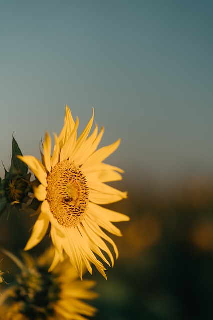 Girasol, Naturaleza, Bloom, Flor