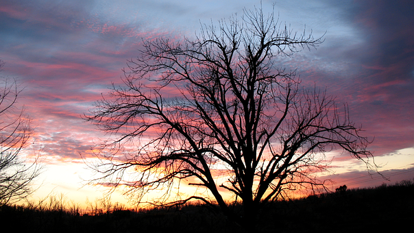 Landskab, Solnedgang, Natur, Skov, Træer