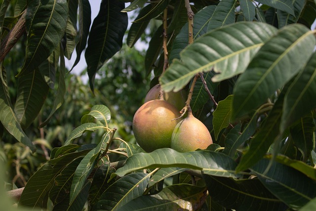 Free Mango Fruit photo and picture