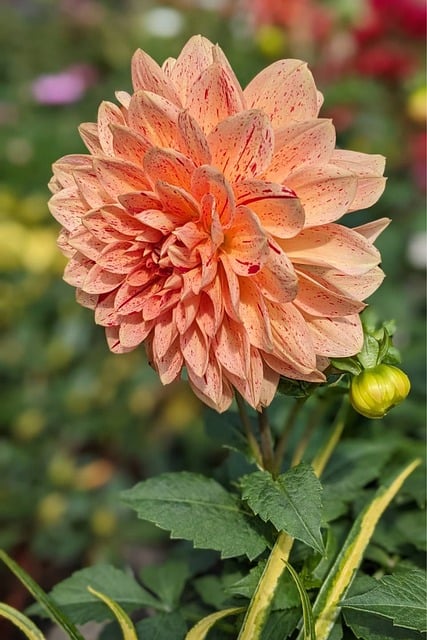 Chrysant, Bloem, Plantaardige