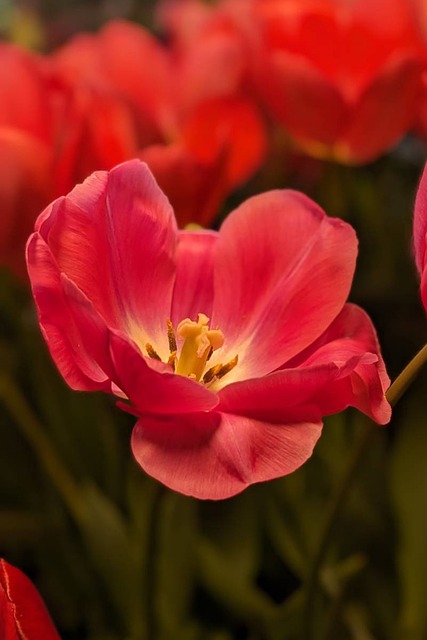 Tulpen, Rood, Natuur, Bloemen
