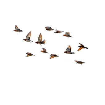 Free Bird Nature photo and picture