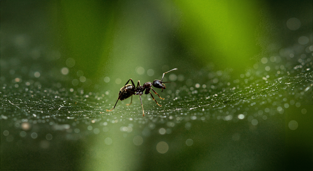 Download free HD stock image of Ai Generated Ant Free ai generated ant insect illustration