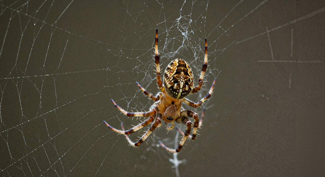 Download free HD stock image of Ai Generated Spider Free ai generated spider web illustration
