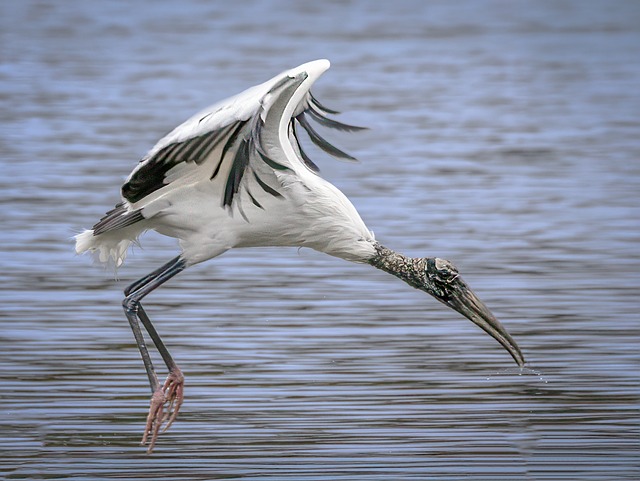 Storch, Vogel, Tier, Watvogel, Zugvogel