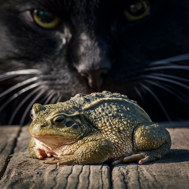 Ai Generado, Animal, Gato, Rana, Felino