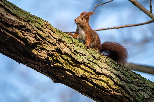 Free Squirrel Nature photo and picture