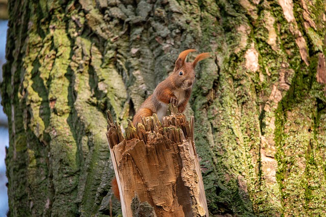 Free The Squirrel Nature photo and picture