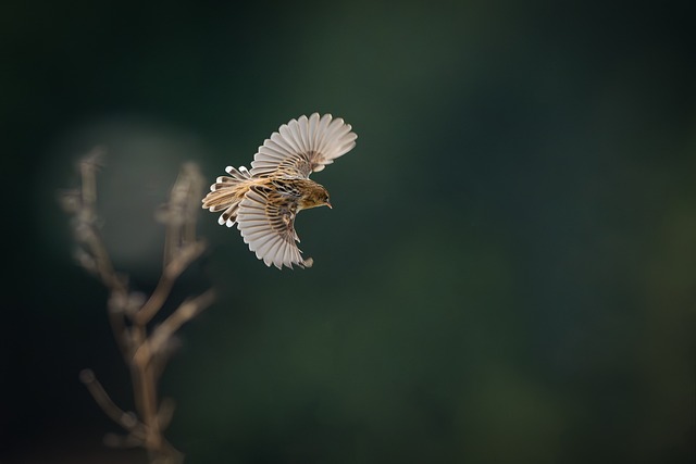 Free Bird Nature photo and picture