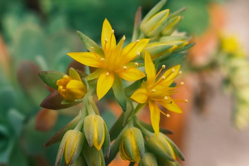 Free Flower Bloom photo and picture