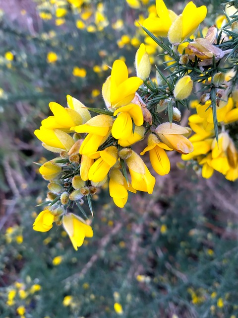 Natur, Blume, Wald, Trinken, Busch