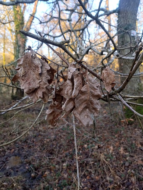Blätter, Natur, Laub, Blatt, Herbst