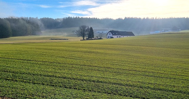 Vor-Frühling, Frühling, Natur, Nebel