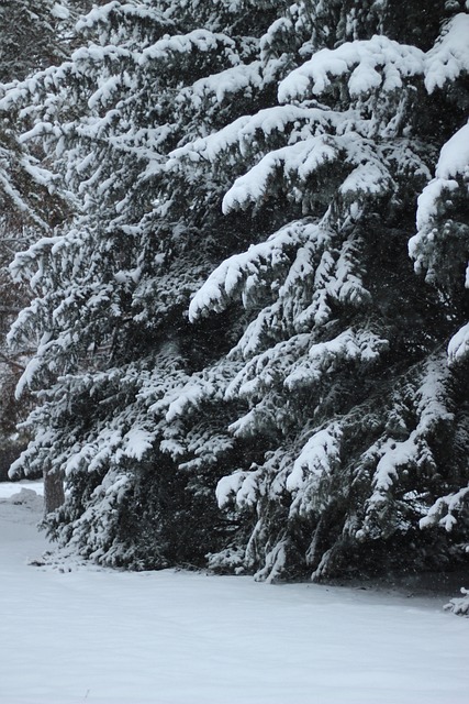 Winter, Schnee, Die Natur, Landschaft