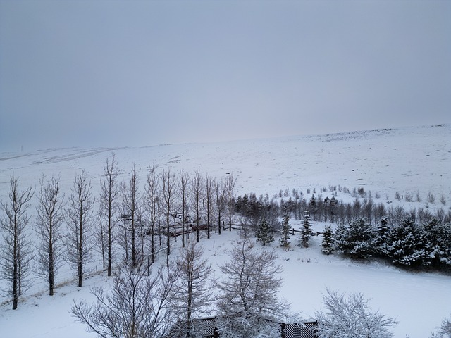 Winter, Sneeuw, Panorama, Natuur, Bomen