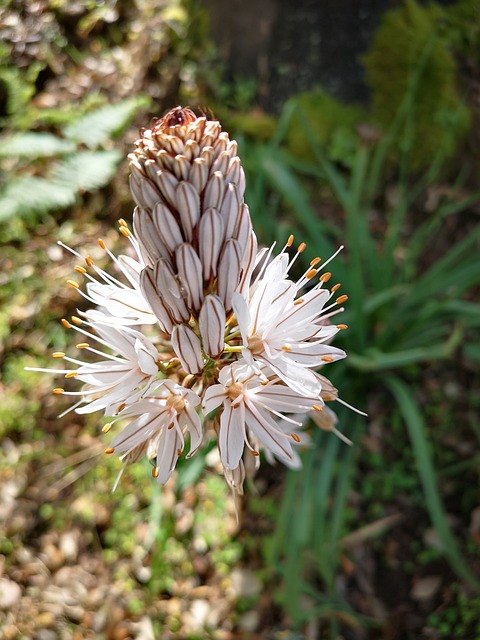 Bloem, Natuur, Bloeien, Plant