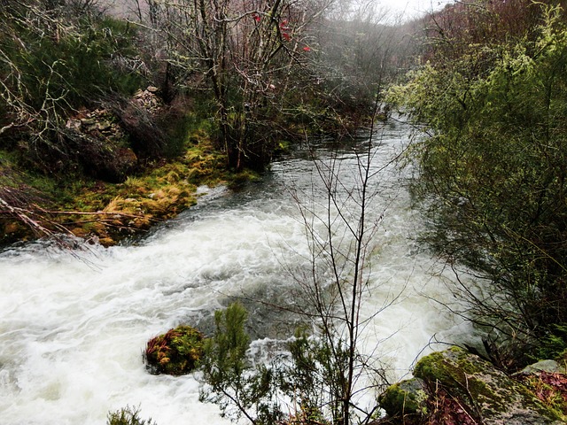 Rivier, Natuur, Agua, Woud, Bomen, Val