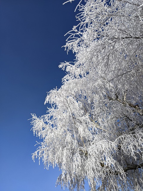 Free Snow Nature photo and picture