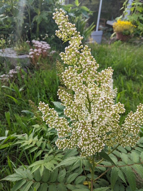 Free Plants Flower photo and picture