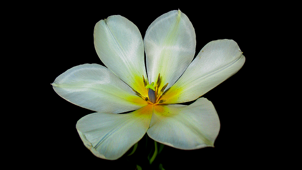 Blomst, Natur, Blomstre, Forår