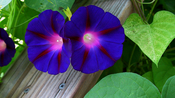 Morgenherlighed, Natur, Blå, Blomstrer