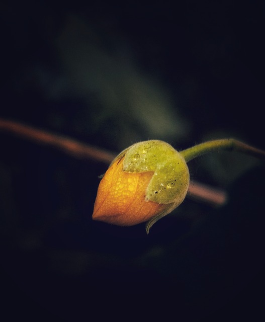 Amarelo, Natureza, Botão, Flor