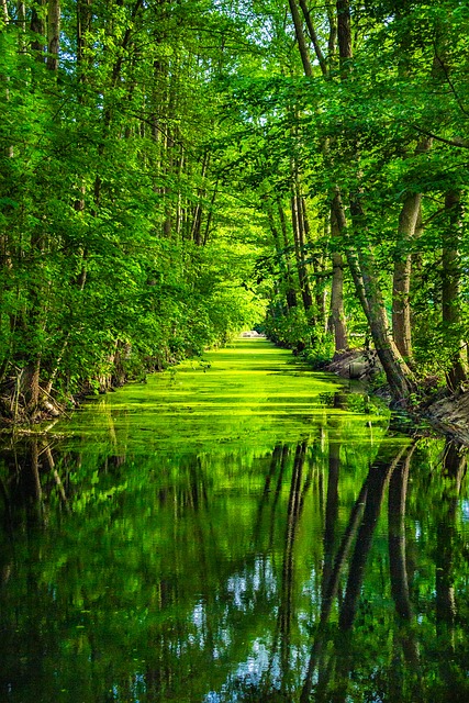 Free Castle Forest photo and picture