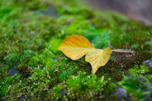 Free Leaf Moss photo and picture