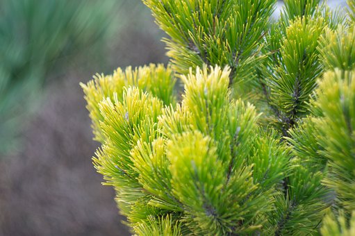 Free Spruce Fir-Tree photo and picture